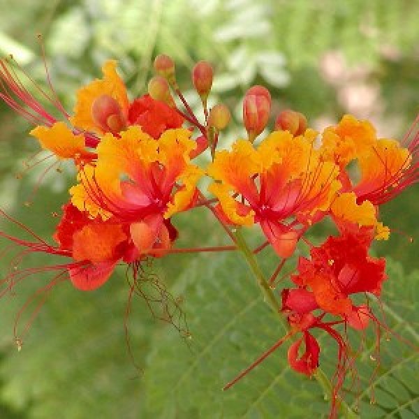Caesalpinia Red - Caesalpinia Pulcherrima, Sankasur, Red Bird of paradise, Dwarf Poinciana